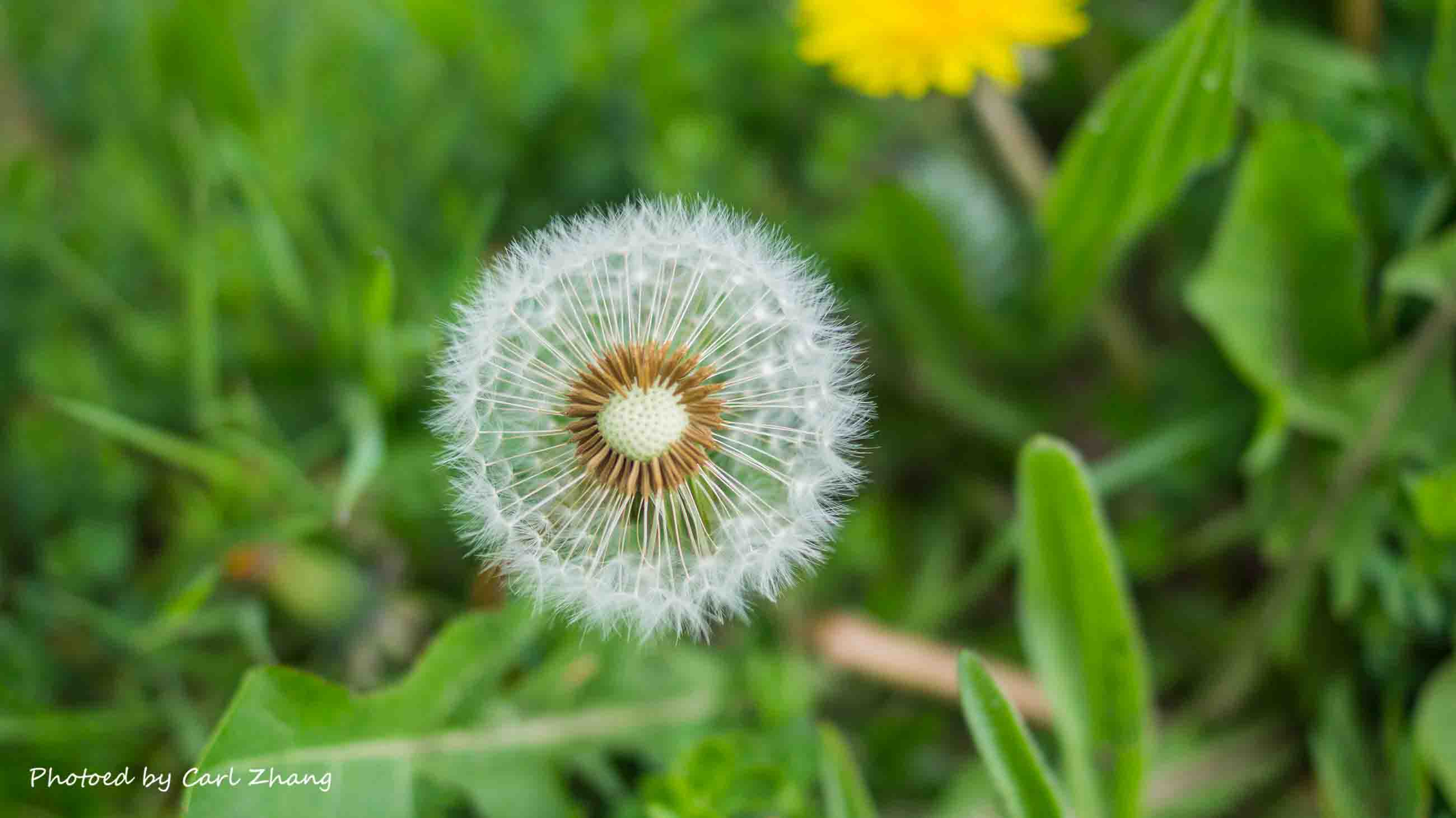 还剩一半的蒲公英