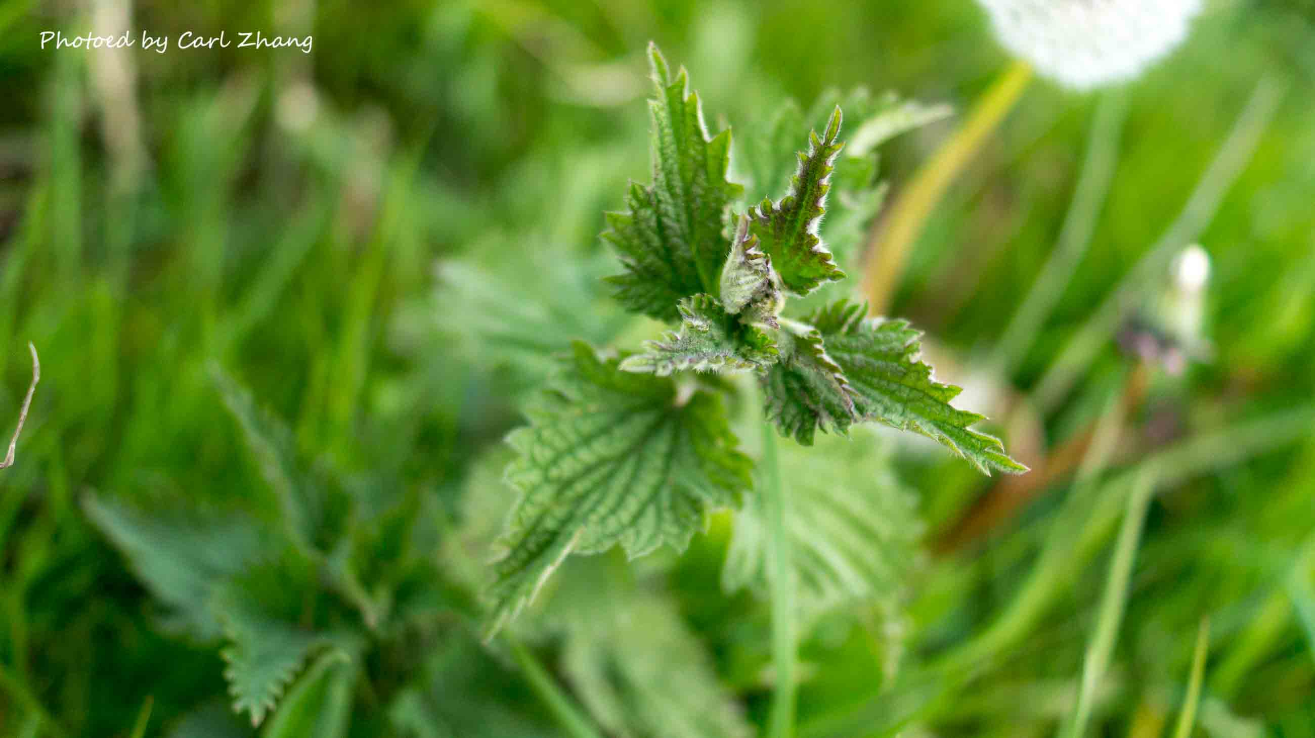 荨麻草